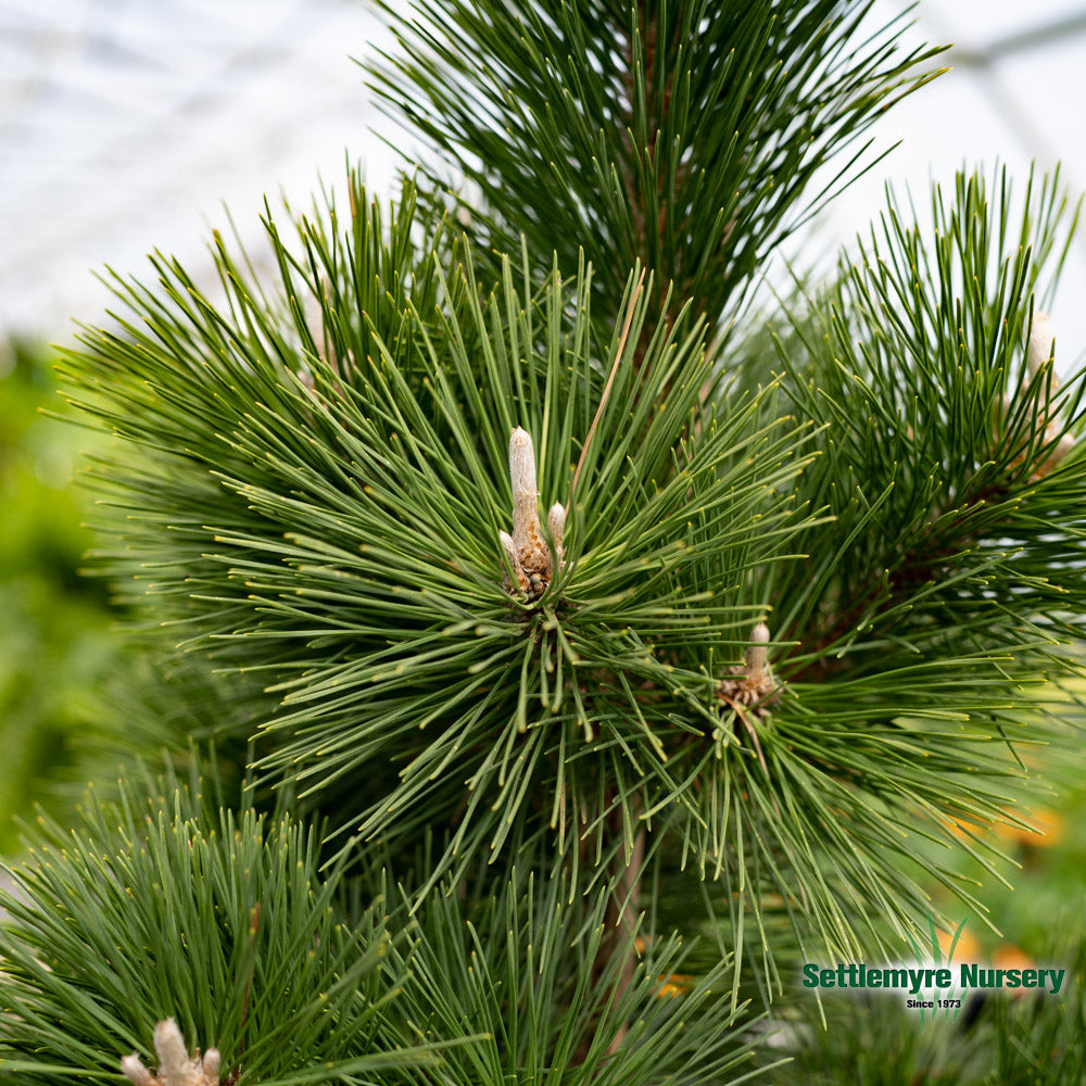 Pine Thunderhead