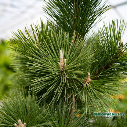 Pine Thunderhead