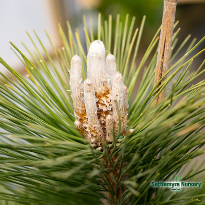 Pine Thunderhead