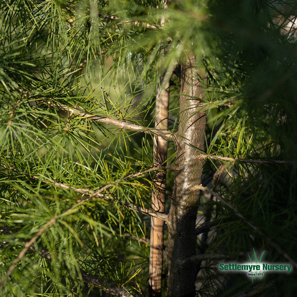 Cedar Deodar