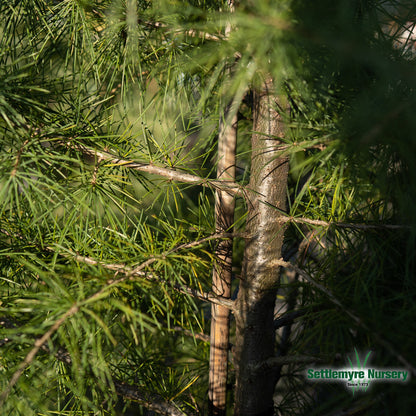 Cedar Deodar