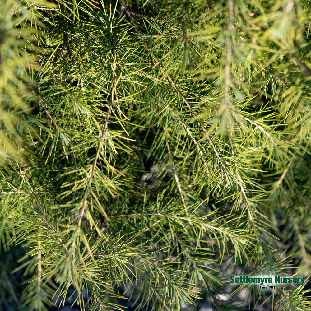 Cedar Deodar