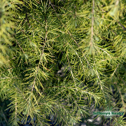 Cedar Deodar