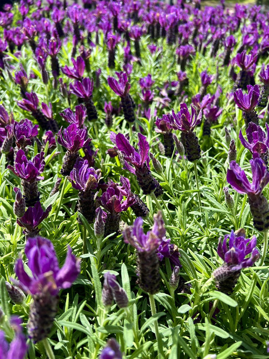 Lavender 6 inch
