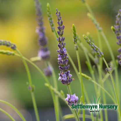 Lavender 6 inch