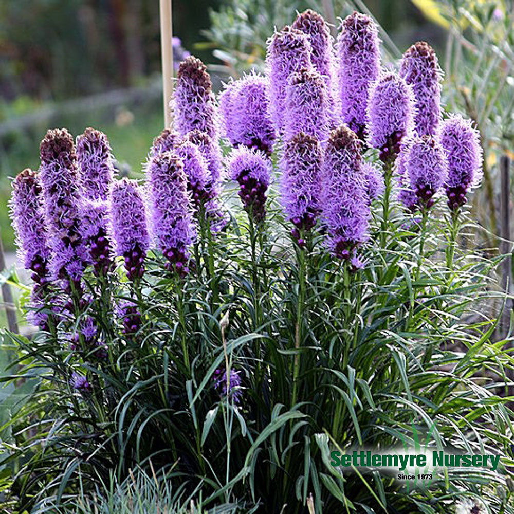 Perennial Liatris #1