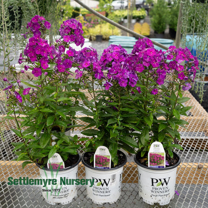 Garden Phlox #1
