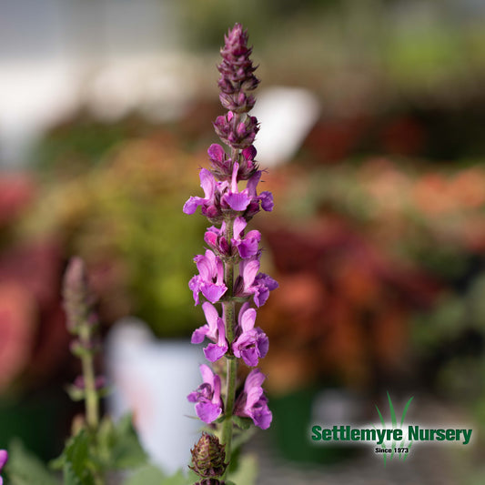 Salvia Sage 1 Gallon