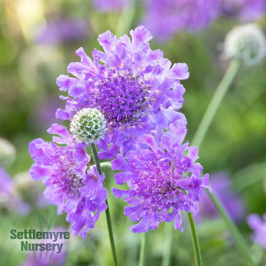 Perennial Scabiosa Pincushion Flower 1G