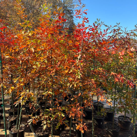 Pin Oak Tree