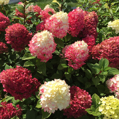 Little Lime Punch Panicle Hydrangea Blooms