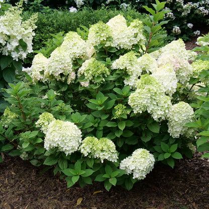 Little Lime Punch Hydrangea Details