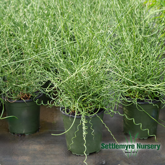Grass Juncus Big Twister Rush 1G