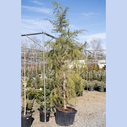 Cedar Deodar
