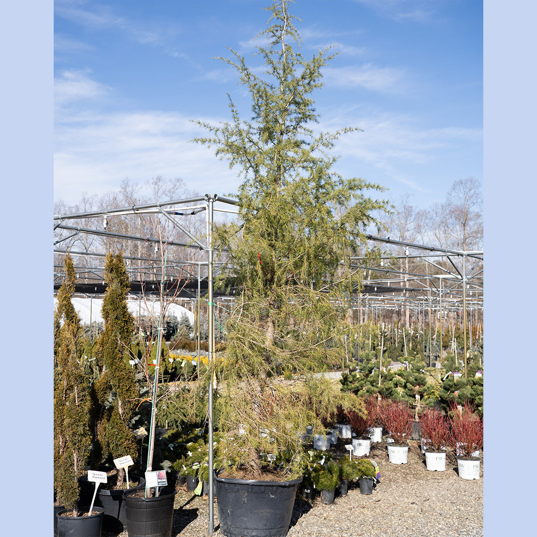 Cedar Deodar