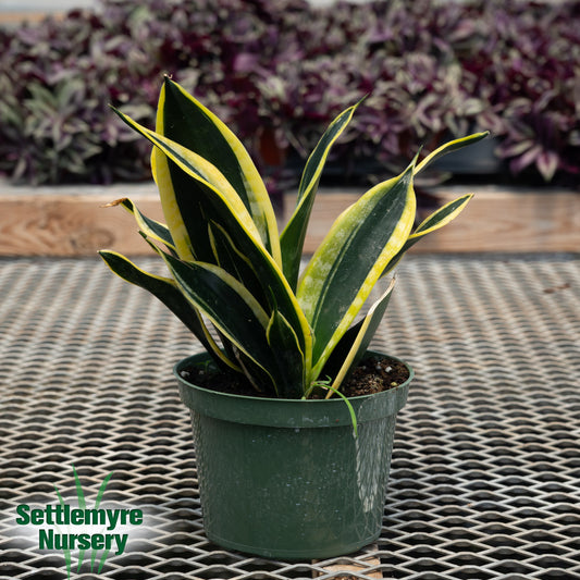 Snake Plant Black Gold 6 Inch