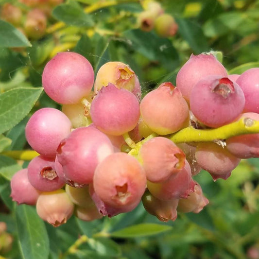 Blueberry Pink Lemonade