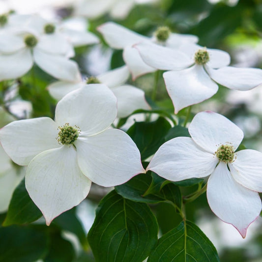 B&B Dogwood Kousa White 7-8