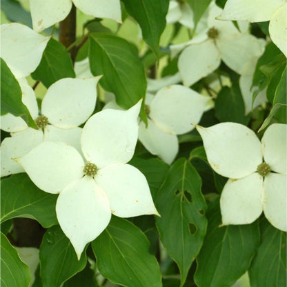 B&B Dogwood Kousa White 7-8