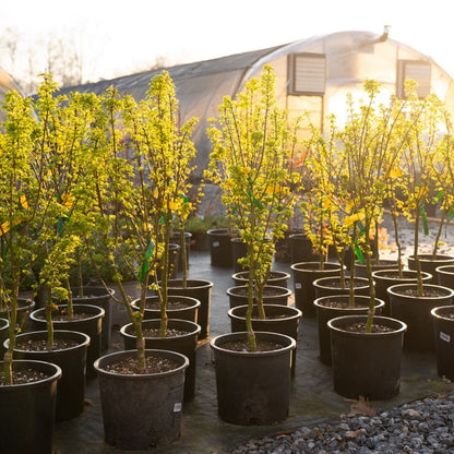 Shishigashira Japanese Maple in pot