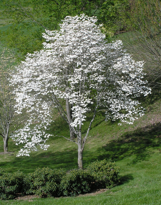 B&B Dogwood Appalachian Snow Florida White 6-7
