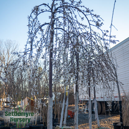 B&B Weeping Cherry Snowfountain