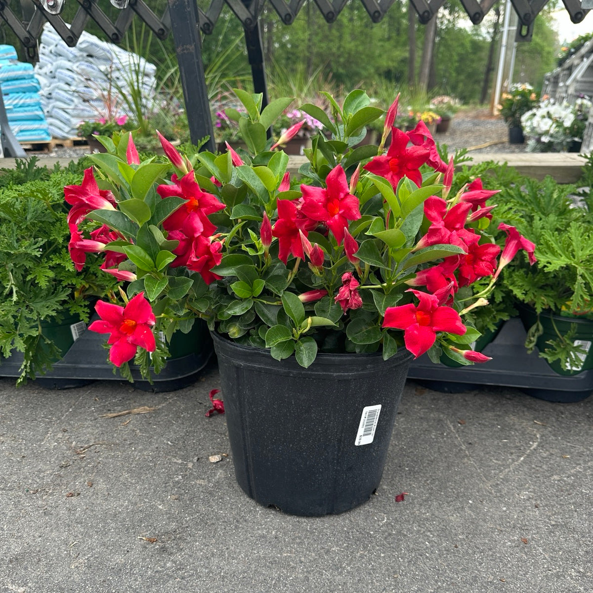 Annual Tropical Dipladenia 10