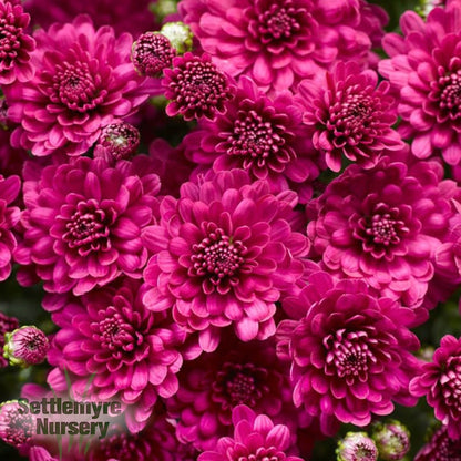 Mum Danielle Purple 12"