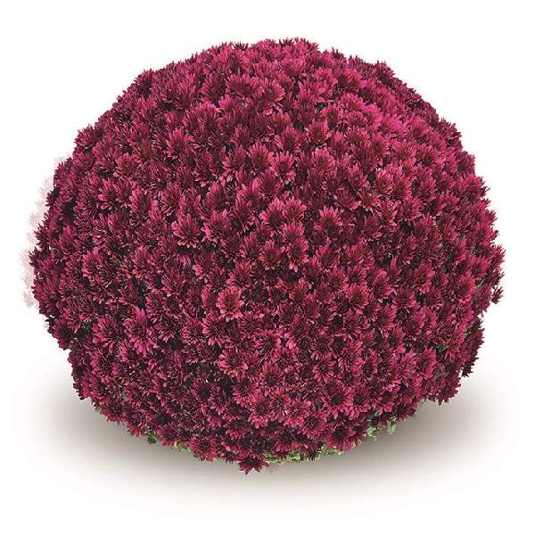 Gigi Tri-color Mum