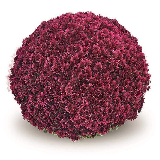 Gigi Tri-color Mum