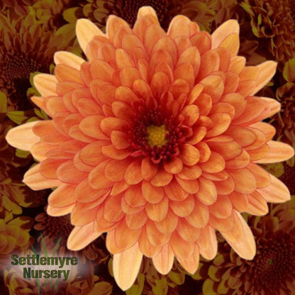 Gigi Tri-color Mum