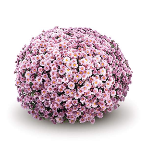 Mum Staviski Pink 12"