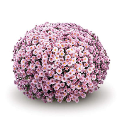 Mum Staviski Pink 12"