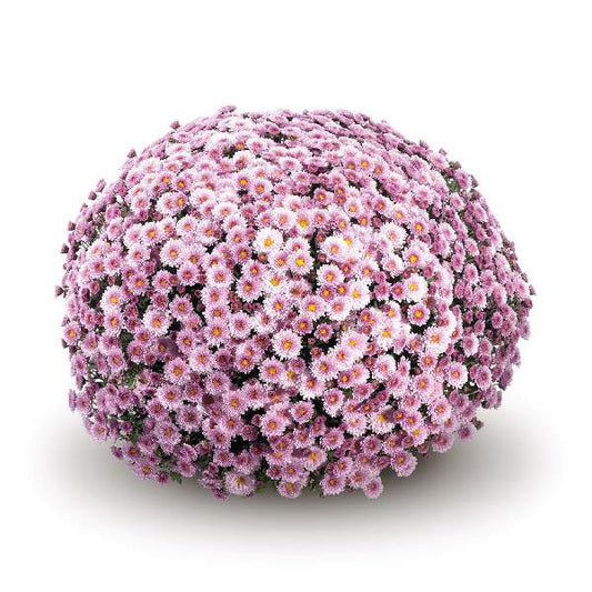 Mum Staviski Pink 12"