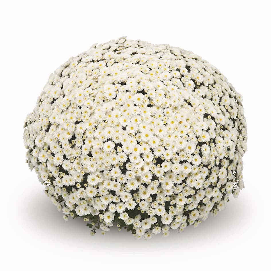 Gigi Tri-color Mum
