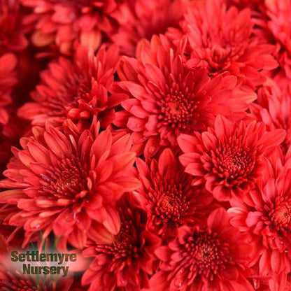 Gigi Tri-color Mum