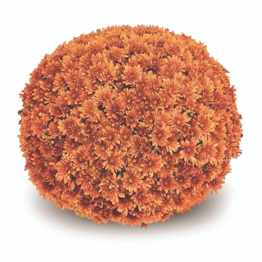 Mum Arluno Orange