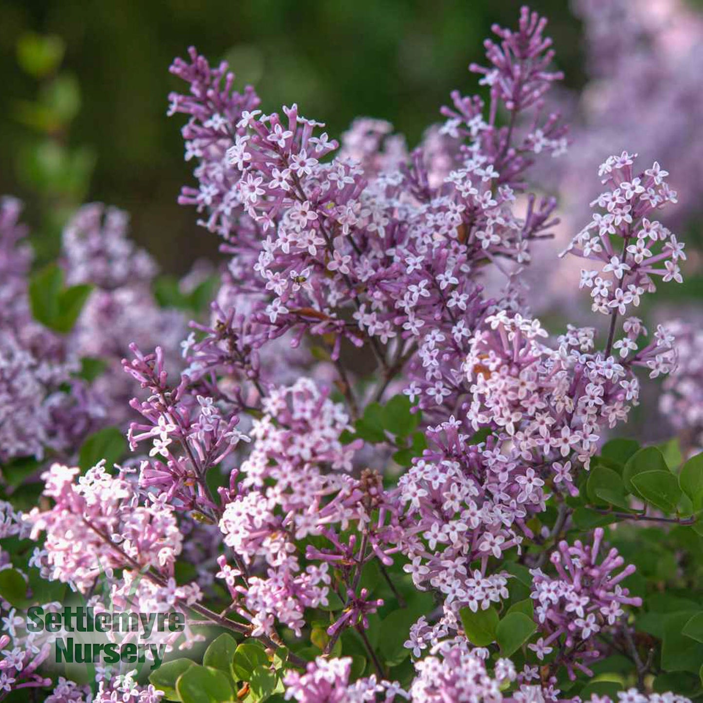 Lilac Miss Kim 3 Gallon