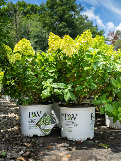 Little Lime Punch Hydrangea Blooms by Proven Winners