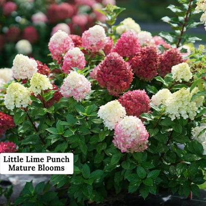 Little Lime Punch Hydrangea