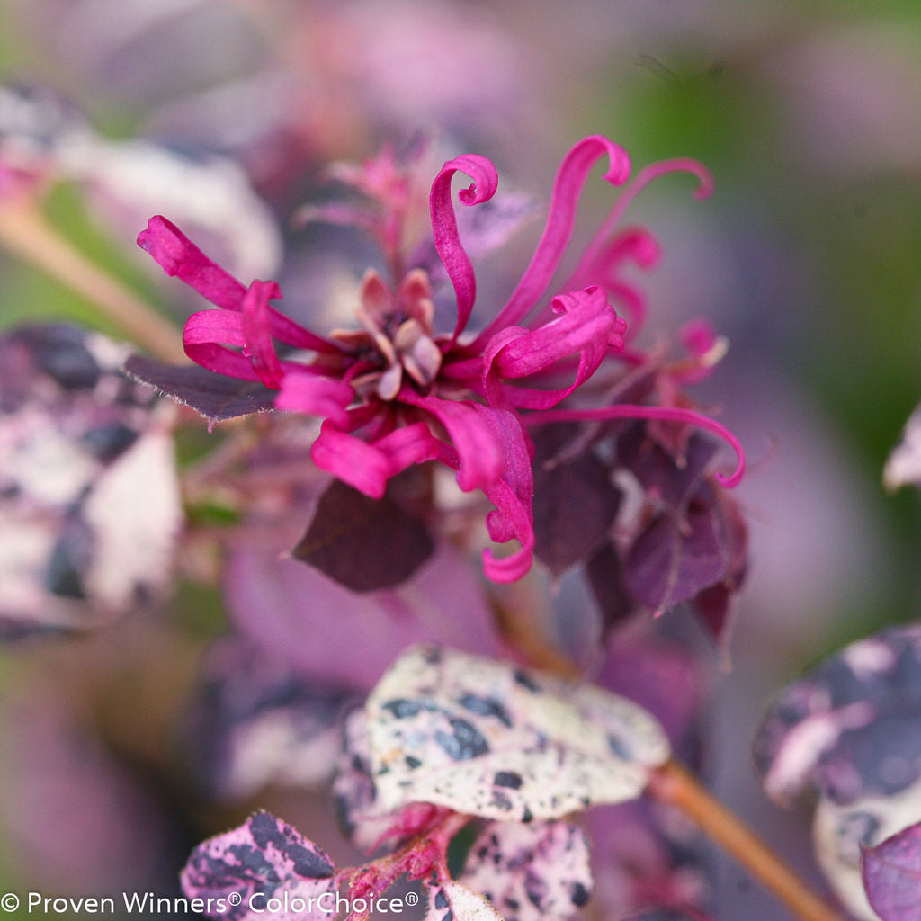 Loropetalum Jazz Hands