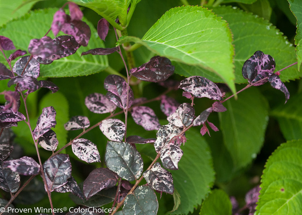 Loropetalum Jazz Hands