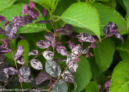 Loropetalum Jazz Hands