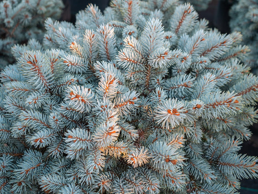 Moonstone Dwarf Blue Spruce - 202986