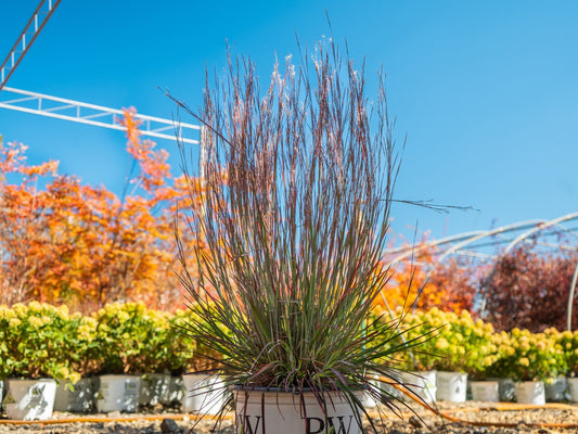 Grass Bluestem Blue Paradise 3 Gallon