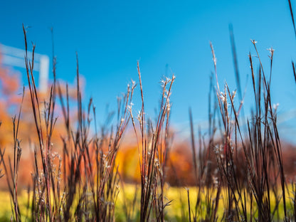 Grass Bluestem Blue Paradise 3 Gallon