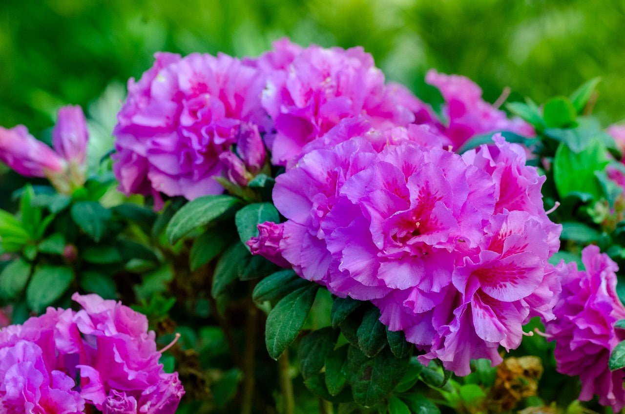 Azalea Encore Autumn Majesty