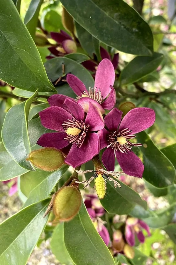 Stellar Ruby Magnolia Tree - 203024