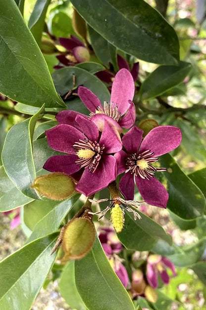 Stellar Ruby Magnolia Tree - 203024