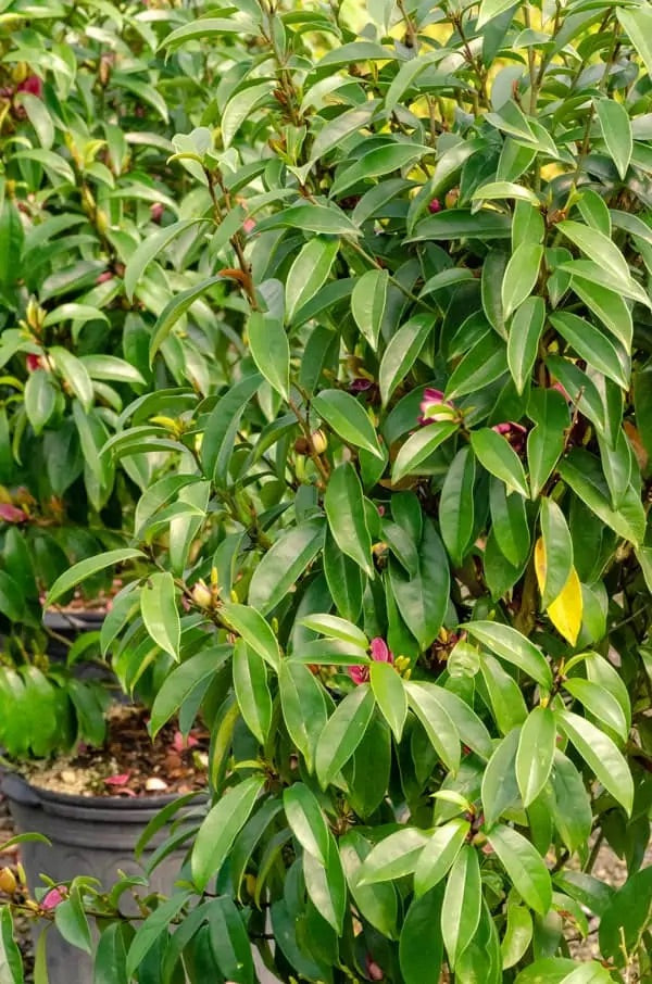 Stellar Ruby Magnolia Tree - 203024